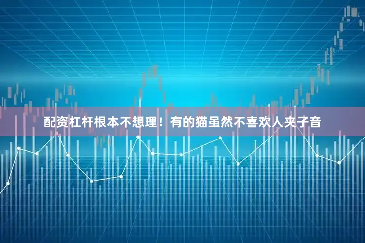 配资杠杆根本不想理！有的猫虽然不喜欢人夹子音